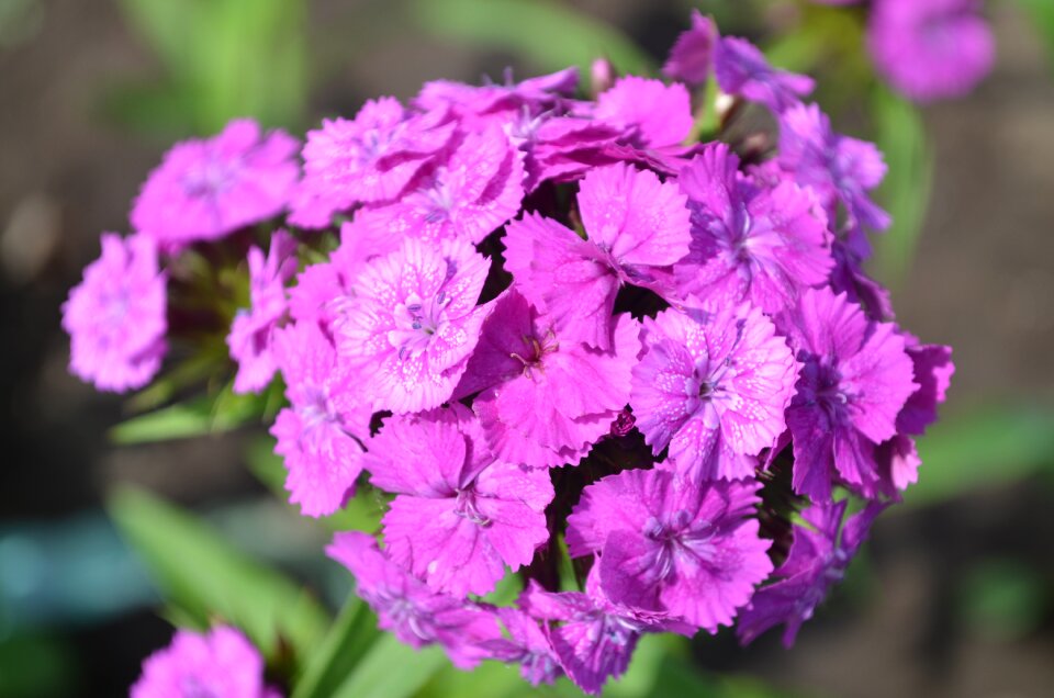 Summer dacha flowers