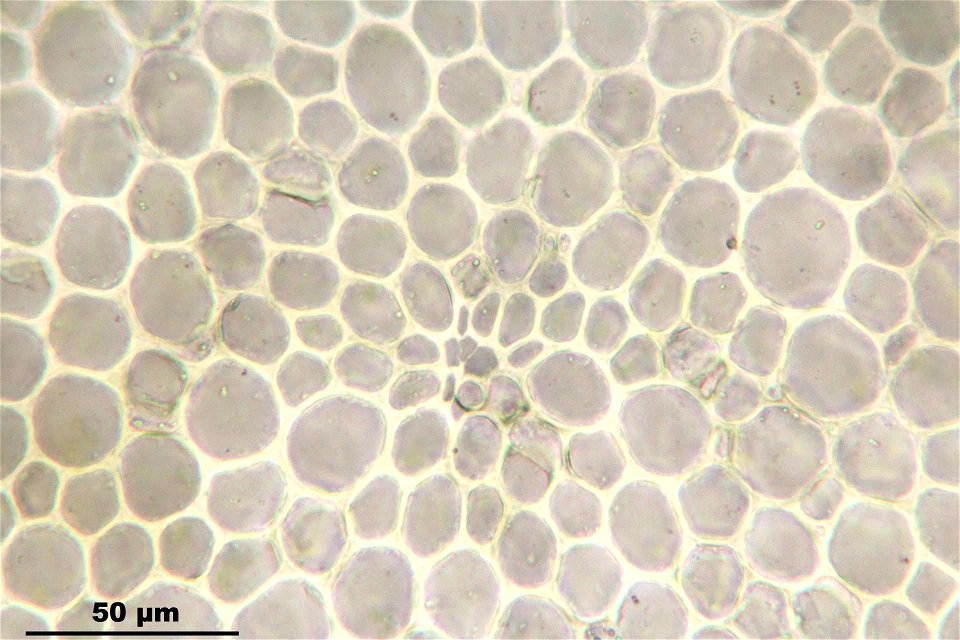 Thuidium tamariscinum