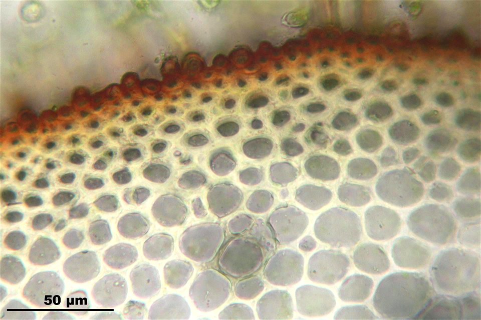 Thuidium tamariscinum