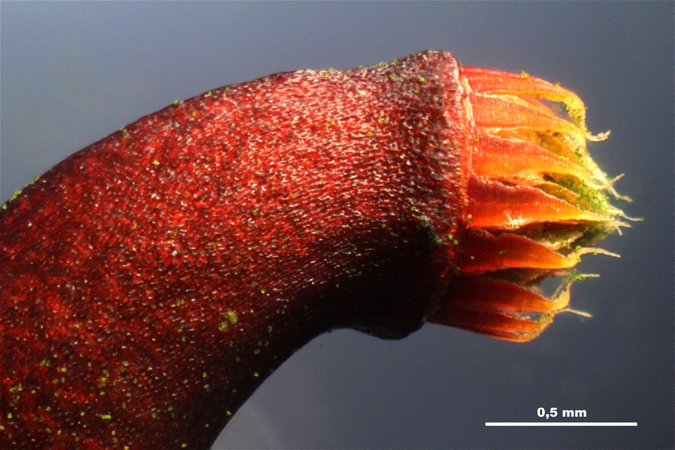 Thuidium tamariscinum