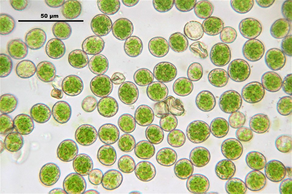 Thuidium tamariscinum
