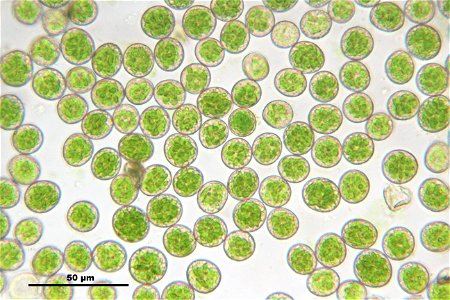 Thuidium tamariscinum