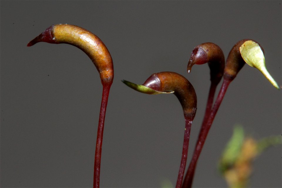 Thuidium tamariscinum