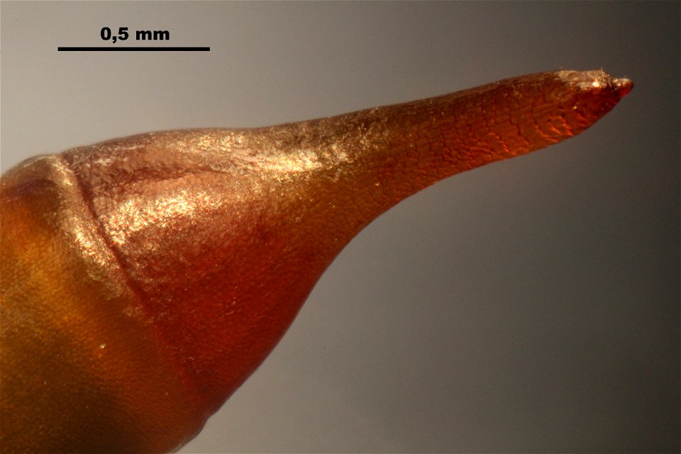Thuidium tamariscinum