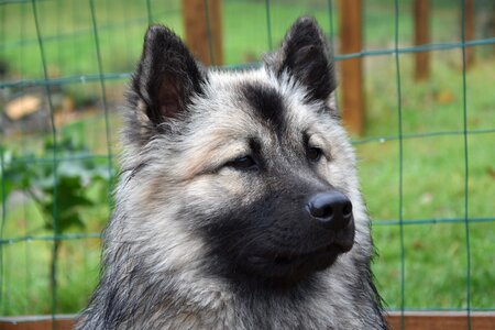 Dog eurasier dog christmas blue eurasier portrait