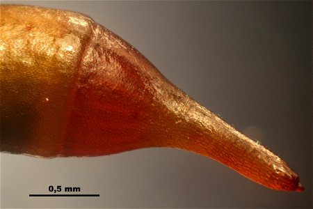 Thuidium tamariscinum