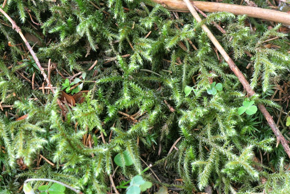 Rhytidiadelphus loreus