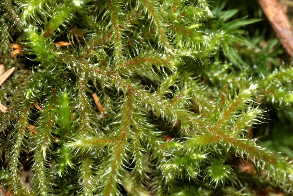 Rhytidiadelphus loreus