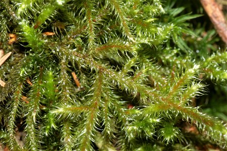 Rhytidiadelphus loreus