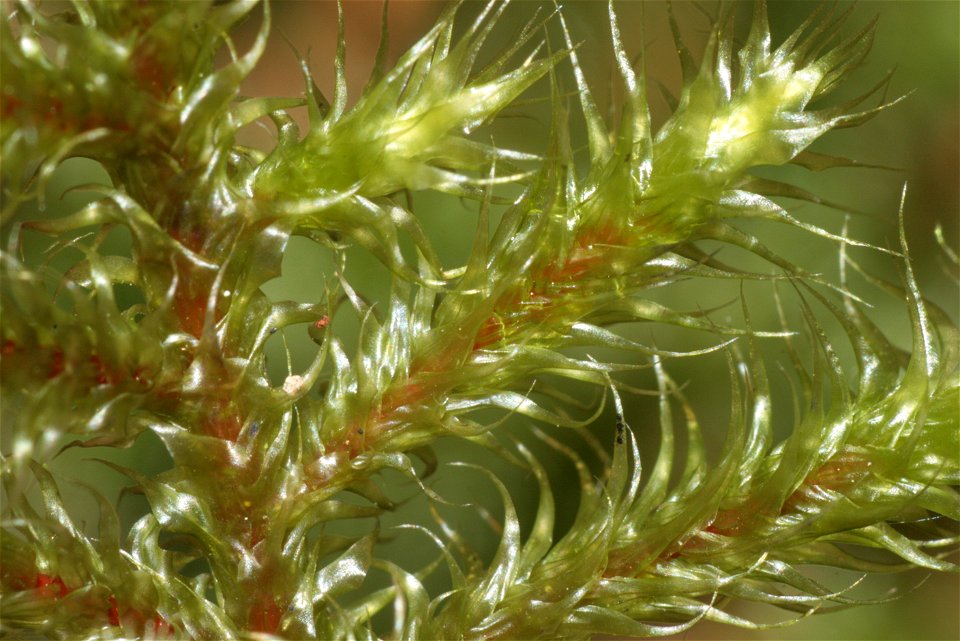 Rhytidiadelphus loreus