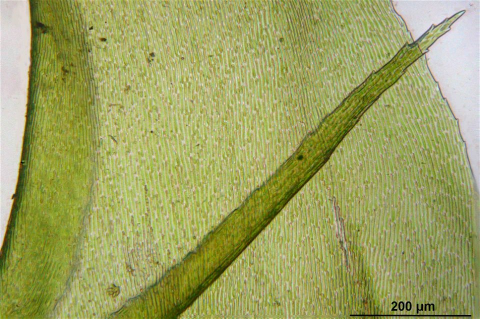Rhytidiadelphus loreus