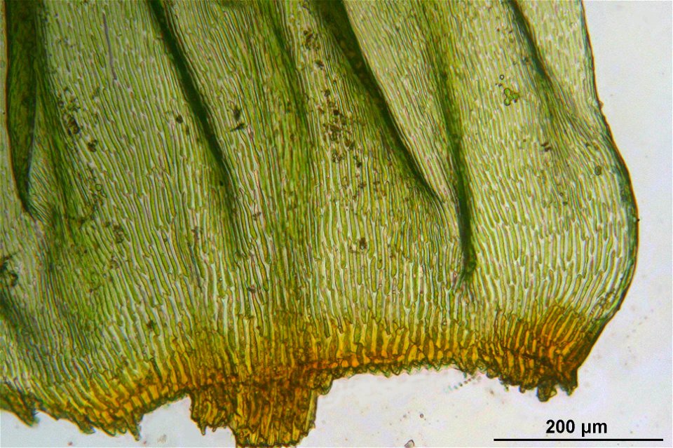 Rhytidiadelphus loreus