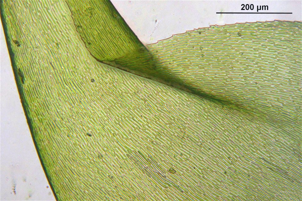 Rhytidiadelphus loreus