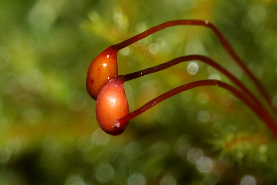 Rhytidiadelphus loreus