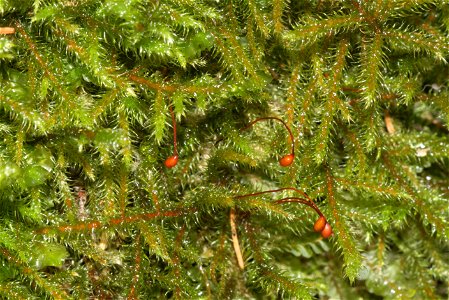 Rhytidiadelphus loreus