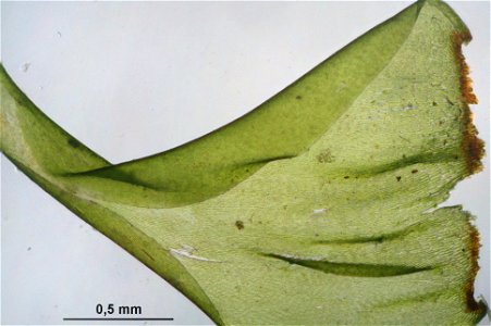 Rhytidiadelphus loreus