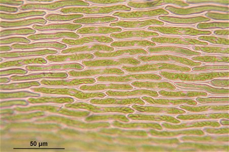 Rhytidiadelphus loreus
