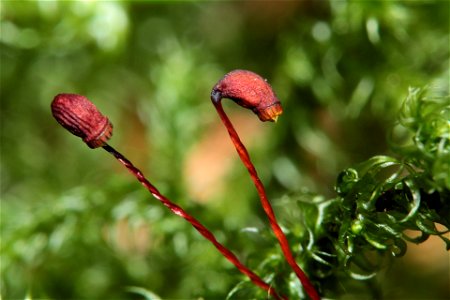 Rhytidiadelphus loreus