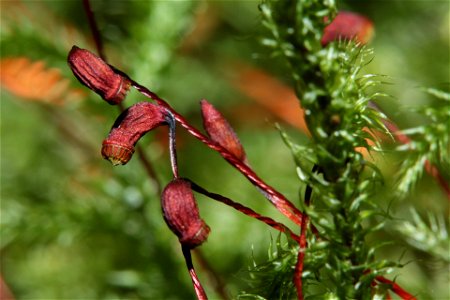 Rhytidiadelphus loreus