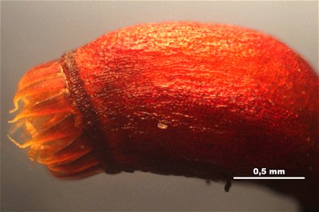 Rhytidiadelphus loreus