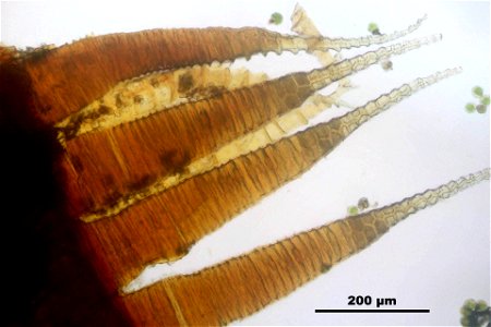 Rhytidiadelphus loreus