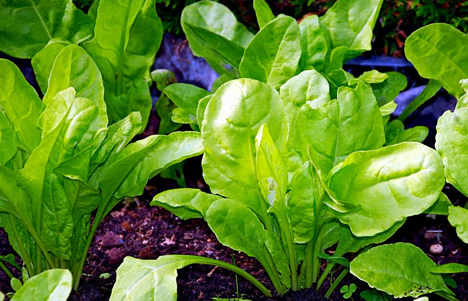 Vegetables tasty bio