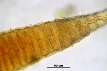 Rhytidiadelphus loreus
