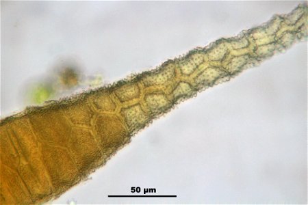 Rhytidiadelphus loreus