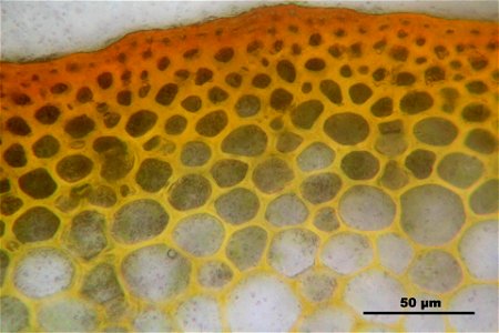 Rhytidiadelphus loreus