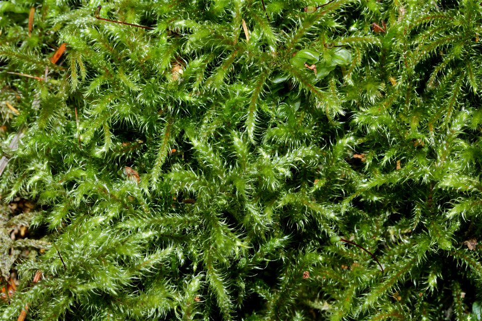 Rhytidiadelphus loreus