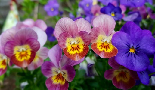 Nature floral violet photo