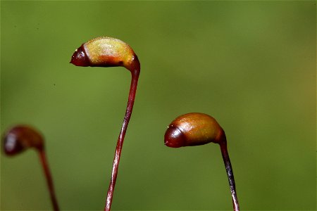 Rhytidiadelphus loreus