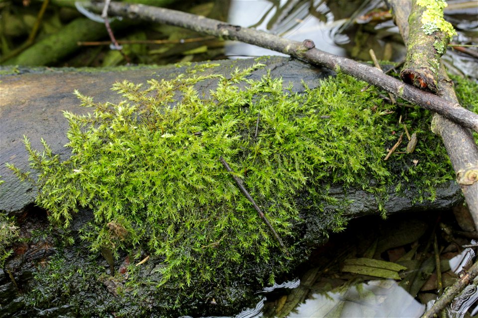 Leptodictyum riparium