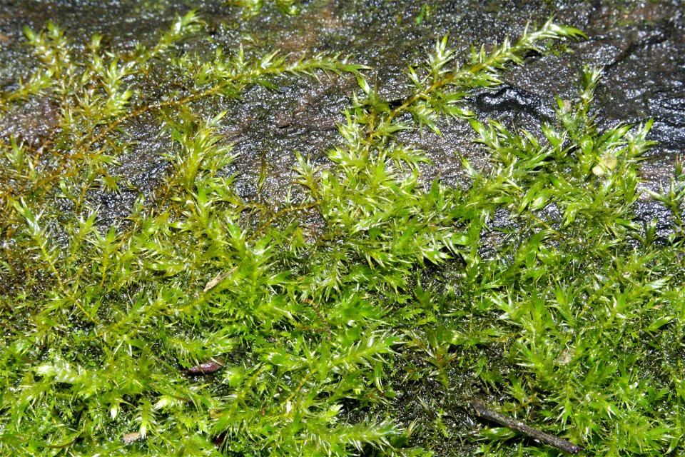 Leptodictyum riparium