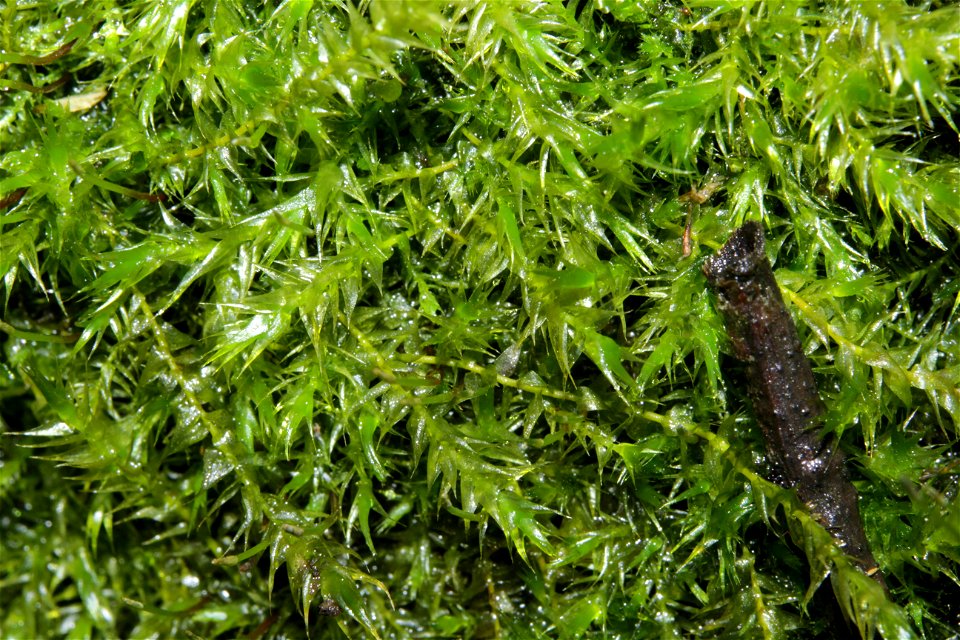 Leptodictyum riparium