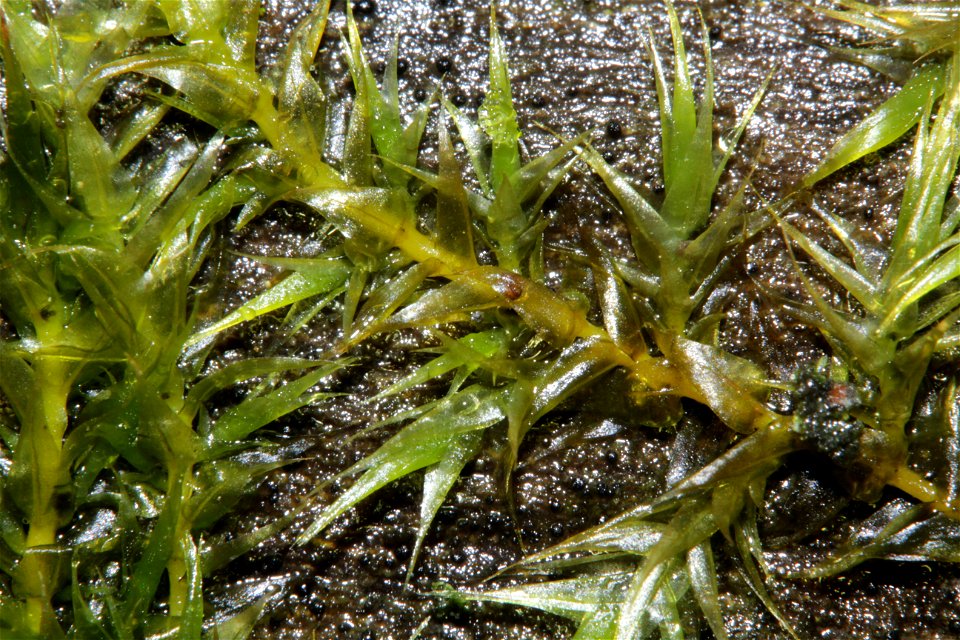 Leptodictyum riparium