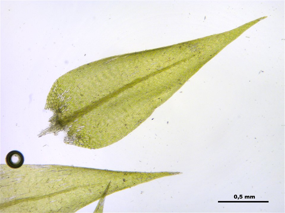Leptodictyum riparium