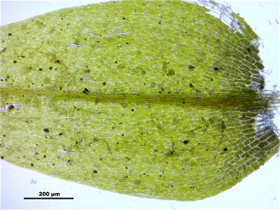 Leptodictyum riparium