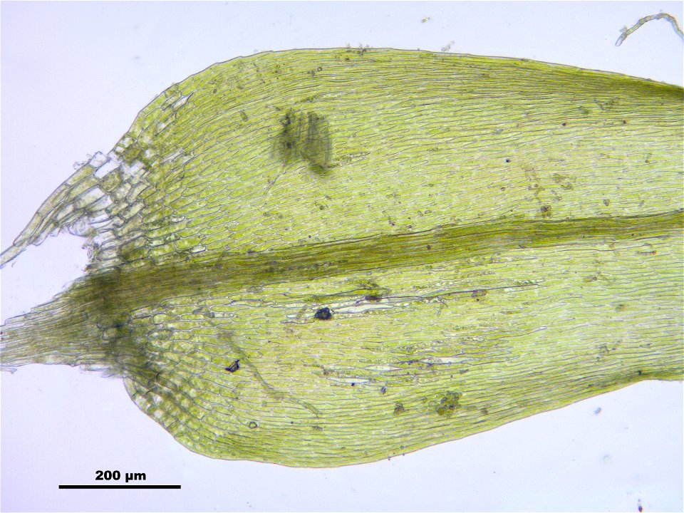 Leptodictyum riparium