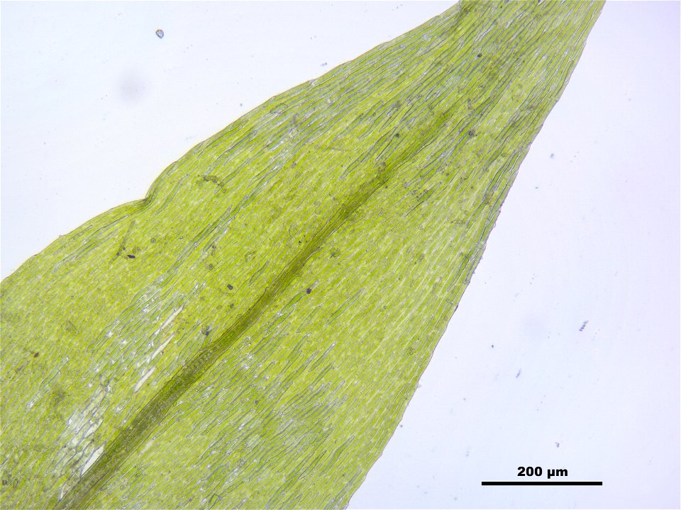 Leptodictyum riparium