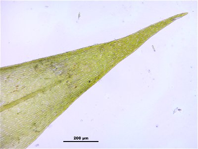 Leptodictyum riparium