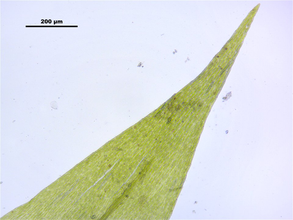 Leptodictyum riparium