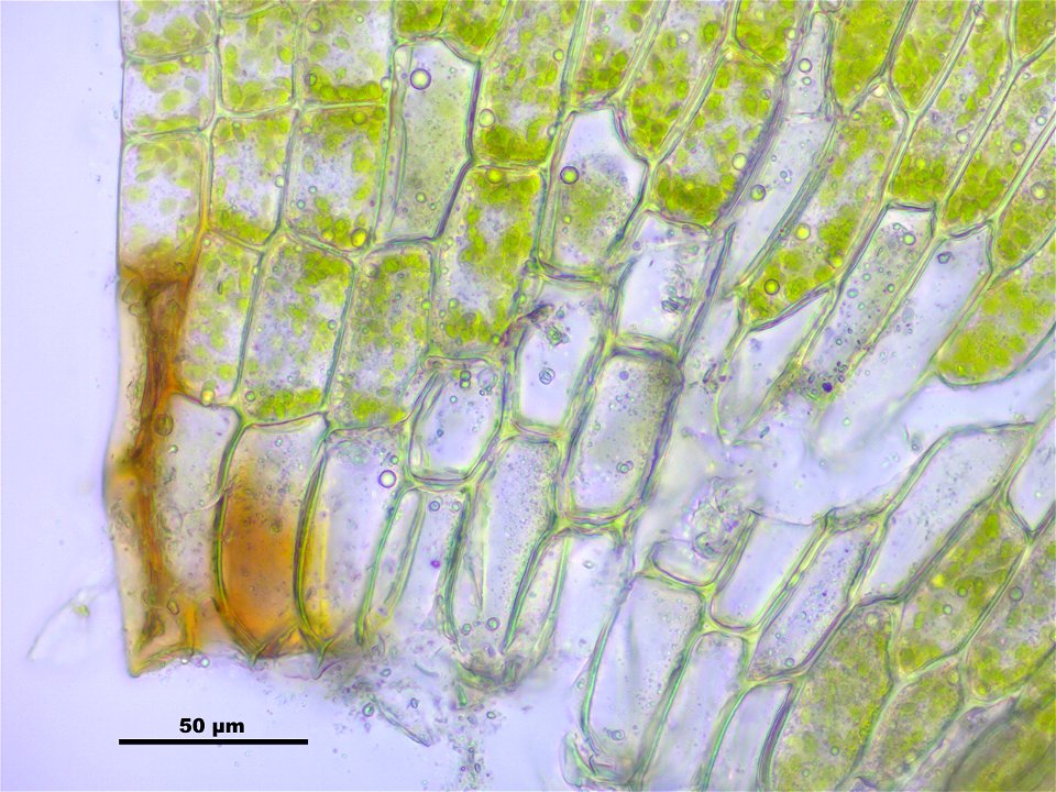 Leptodictyum riparium