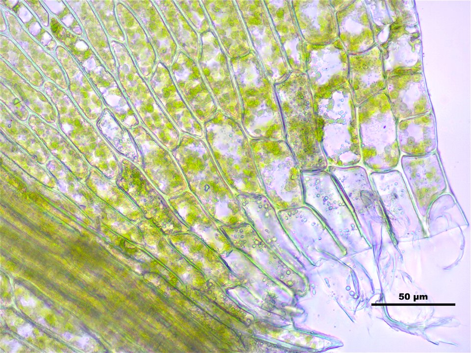 Leptodictyum riparium