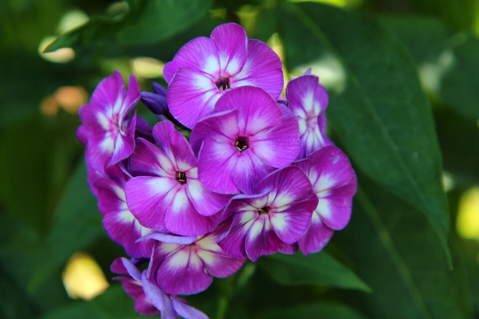 Purple flower summer flowers botany