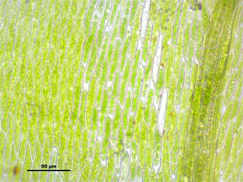 Leptodictyum riparium