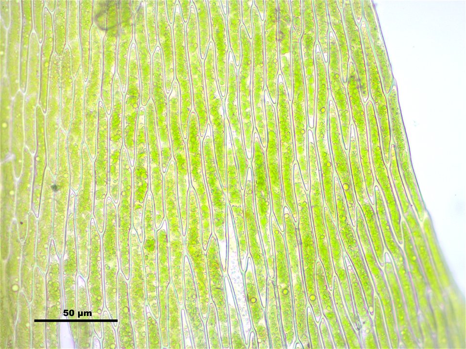 Leptodictyum riparium