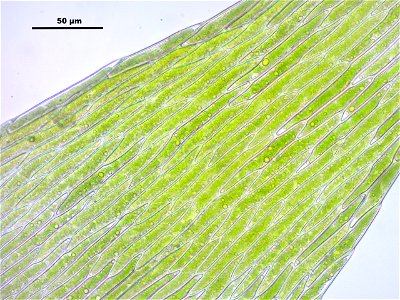 Leptodictyum riparium