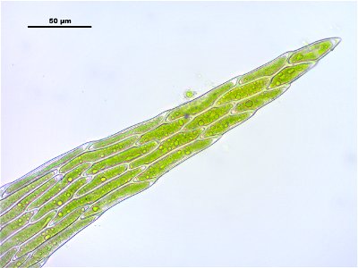 Leptodictyum riparium