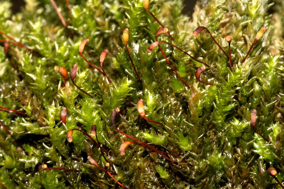 Platyhypnidium riparioides